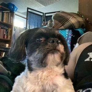 Meet your Posher, Casey